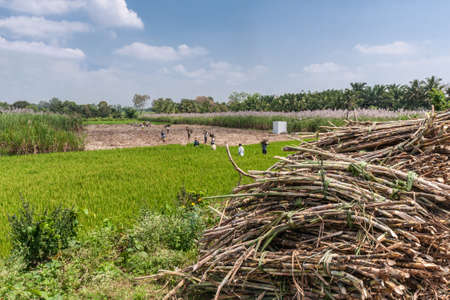 Chikkavoddaragudi, Karnataka, India - November 1, 2013: Wide shot of Stack of harvestes sugar cane stalks set on side of road with ongoing harvest on green and brown fields in back. Blue sky with white clouds.のeditorial素材