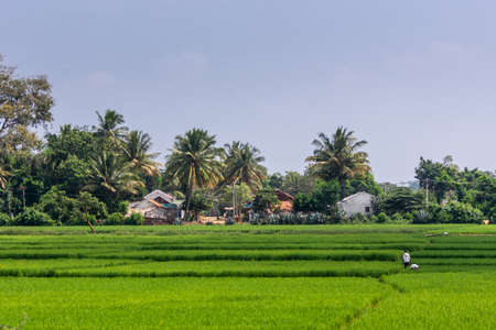Cascade of intense green rice paddies with two people in white shirts walking.