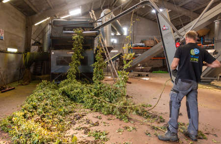 Proven, Flanders, Belgium - September 15, 2018: Inside barn, man connects freshly harvested hops plant strings to picking machine which separates the cones from the rest.のeditorial素材