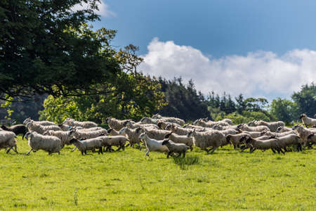Cumnock, Ayrshire, Scotland, UK - June 18, 2012: Bucolic scene of flock of white sheep running on green pasture backed by darker green trees under blue sky wiht white clouds.のeditorial素材