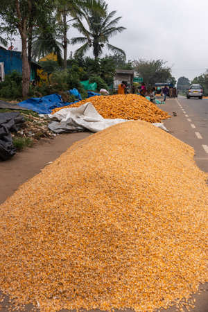 Angadihalli, Karnataka, India - November 2, 2013: Two heaps of corn along road, one with the yellow kernels already threshed, the other orange one still corn cobs. Street scene with car and people.のeditorial素材