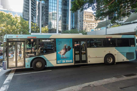 Sydney, Australia - February 12, 2019: Public transport bus at intersection downtown with green foliage and highrise buildings in the back. Advertisement for the Pigeon Project, cancer research.のeditorial素材