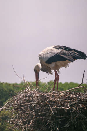Knokke-Heist, Flanders, Belgium -  June 18, 2019: Zwin Bird Refuge. Closeup of adult stork adjusting nest made on top of pillar against evening sky. green foliage.の写真素材
