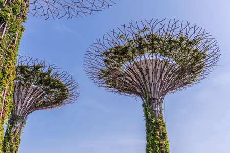 Singapore - March 22, 2019: At Gardens by the Bay. Artificial Supertrees in Golden Garden against blue sky.のeditorial素材