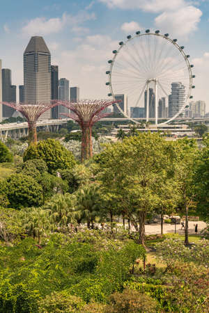 Singapore - March 22, 2019: Gardens by the Bay, Supertree Grove. Portrait, The Flyer Ferris Wheel and a few supertrees in front of freeway and skyscrapers downtown. Green park in front.のeditorial素材