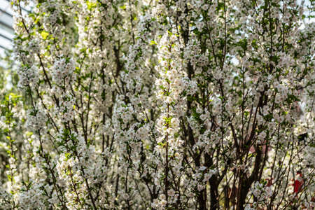 Singapore - March 22, 2019: Gardens by the Bay, the Flower Dome. Wall of white blossomed Japanese cherry trees.のeditorial素材