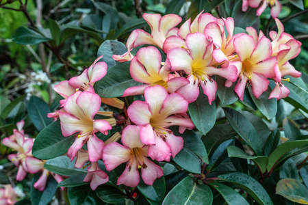 Singapore - March 22, 2019: Gardens by the Bay, the Cloud Forest Dome. Closeup of Yellow-pink-white flowers backed by green foliage.のeditorial素材