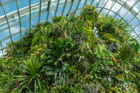Singapore - March 22, 2019: Gardens by the Bay, the Cloud Forest Dome. Dense green vegetation covers entire mountain top and shows some purple and small red flowers.