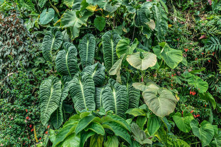 Singapore - March 22, 2019: Gardens by the Bay, the Cloud Forest Dome. Dense green vegetation with giant leaves covers mountain slope and shows some small red flowers.のeditorial素材