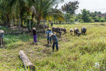 Nha Trang, Vietnam - March 11, 2019: Phuoc Trach rural neighborhood. Group of farmers doing manual labor on grassy field with some buffaloes in back under green palm trees and silver sky,のeditorial素材