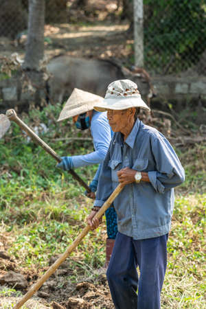 Nha Trang, Vietnam - March 11, 2019: Phuoc Trach rural neighborhood. closeup of old farmer in blue shirt leaning on hoe , standing on grassy meadow. buffalo in back.のeditorial素材