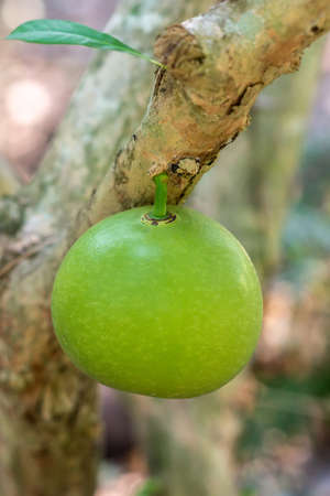Closeup of fresh green star  hanging from branch of tree in garden of Mr. Kiet his historic house.