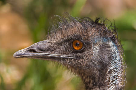Closeup of head of Emu bird against fade green and brown background. Orange and black eye.