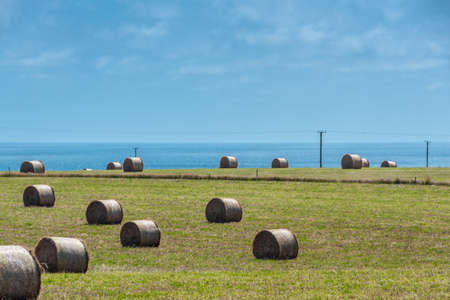 Stanley, Tasmania, Australia - December 15, 2009: Green meadow with plenty of large rolls, bales, of...