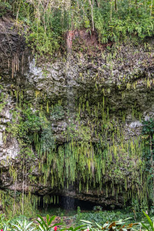 Kamokila Village, Kauai, Hawaii, USA. - January 16, 2020: Portrait of Green sword ferns hang and water falls over Fern grotto in brown and black lava rock cliff. Plenty of other green plants.の写真素材
