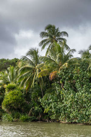 Nawiliwili, Kauai, Hawaii, USA. - January 16, 2020: Palm and other trees along greenish South Fork Wailua River under gray rainy cloudscape.の写真素材