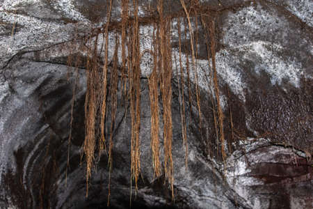 Kilauea volcano, Hawaii, USA. - January 9, 2012: Closeup of brown plant roots piercing through gray-white ceiling of Thurston Lava Tube.の写真素材