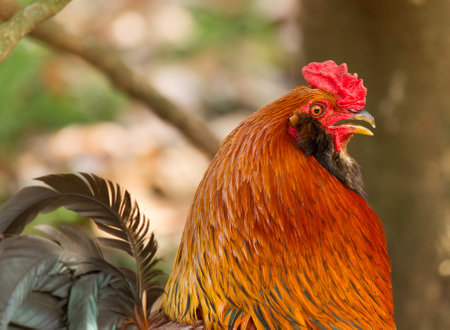 Brahma rooster in profile
