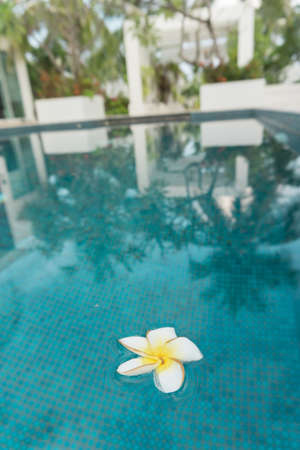 Floating white flower in the poolの写真素材