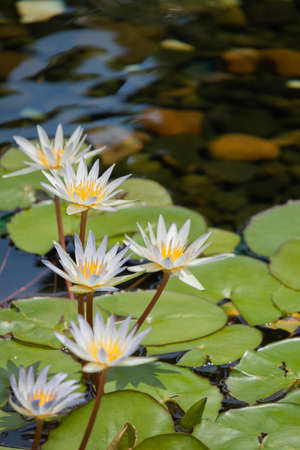 Beautiful lotus and lotus leaf in the pond with rocks on the ground under water with a warm sunlight in the botanic garden gives a feeling of tranquil, serenity, peace, and beautyの写真素材