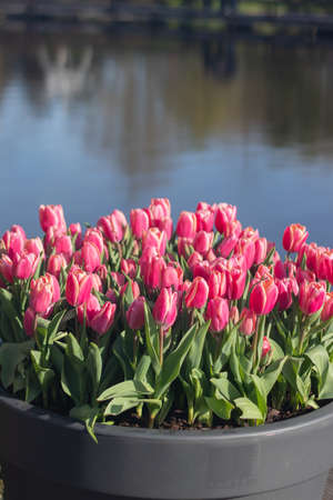 The beautiful garden with various type of tulips and various vibrant and vivid colors are blooming around in the summer season in Netherlands during holidays shows a feeling of love, nature, romantic, elegant, freshness, and serene to everyoneの写真素材