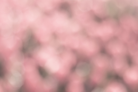 Blurred focus of blooming tulips flower garden in a sunny shiny day as a background in Netherlands, give a soft and sweet feeling when looking at.の写真素材