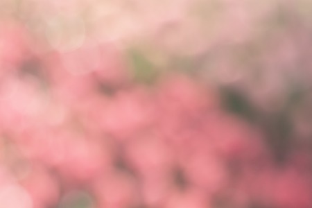 Blurred focus of blooming tulips flower garden in a sunny shiny day as a background in Netherlands, give a soft and sweet feeling when looking at.の写真素材