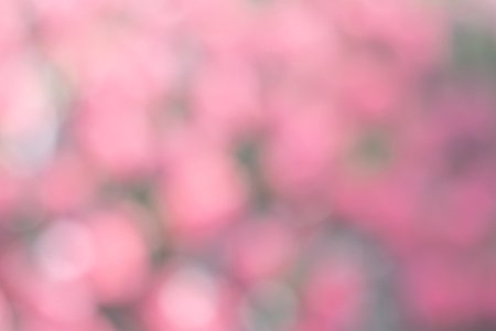 Blurred focus of blooming tulips flower garden in a sunny shiny day as a background in Netherlands, give a soft and sweet feeling when looking at.の写真素材