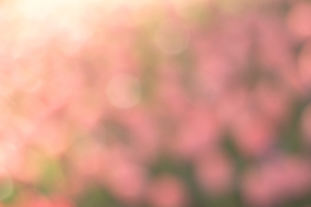 Blurred focus of blooming tulips flower garden in a sunny shiny day as a background in Netherlands, give a soft and sweet feeling when looking at.の写真素材