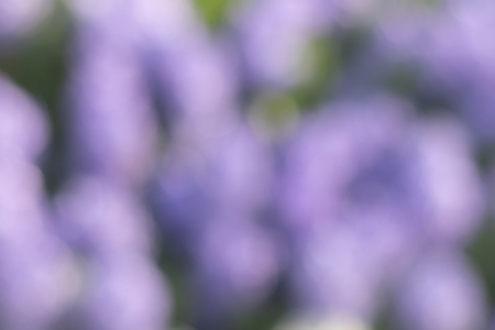 Blurred focus of blooming tulips flower garden in a sunny shiny day as a background in Netherlands, give a soft and sweet feeling when looking at.の写真素材