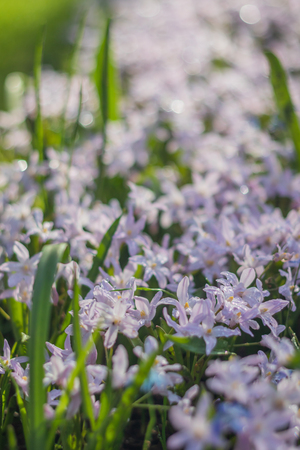 Many small little purple flowers field in Koukenhof, Netherlandsの写真素材