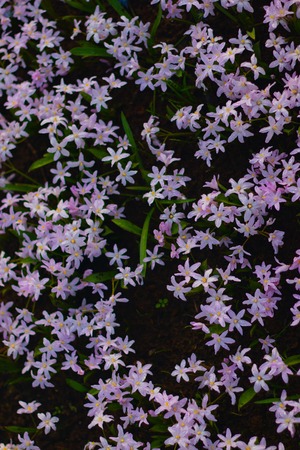 Many small little purple flowers field in Koukenhof, Netherlands