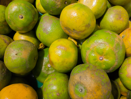 Plenty of green oranges in the market in Thailandの写真素材