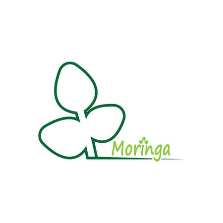 Moringa leaf vector template illustrationのイラスト素材