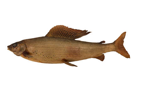 Grayling, capital trophy, capital size,  isolated on white
