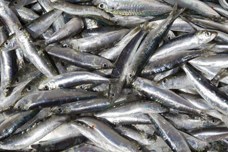 Fresh sardines on a fishmonger s stall in a sunny fish market 