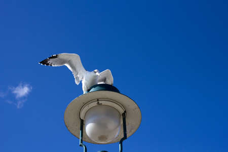Seagull landing on the harbour lampの写真素材