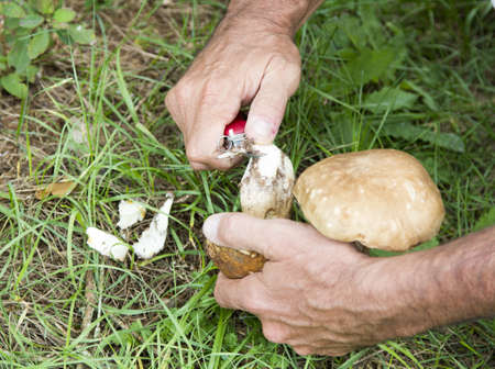 Cleaning mushroom Boletus Edulis, on sunny autumnの写真素材