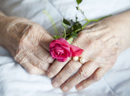 Series of photos  Hands of 92 years old lady holding beautiful rose - close up selective focusの写真素材