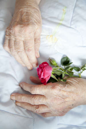 Series of photos  Hands of 92 years old lady holding beautiful rose - close up  selective focusの写真素材