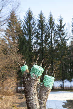 SERIES OF PHOTOS Grafting fruit tree, final phase with protective wax on old cherry treeの写真素材
