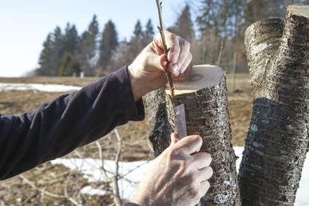 SERIES OF PHOTOS Grafting fruit tree, Mid aged man gardener grafting fruit tree