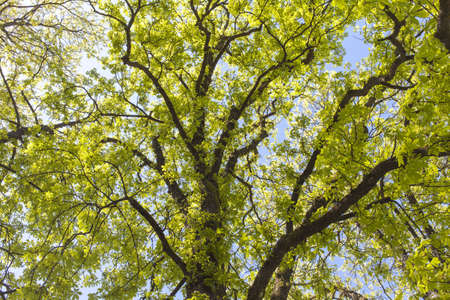 Looking up into a old Horse-chestnut tree, against blue sky on sunny spring dayの写真素材