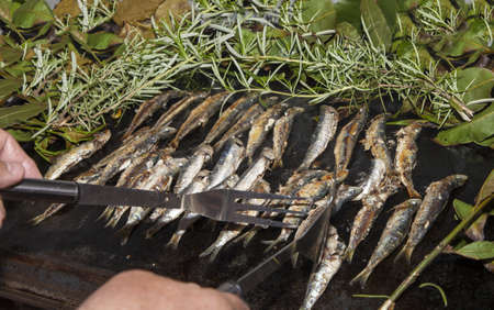 Sorting fresh Mediterranean sardines, mackerel fishes on grill, smoked with vine leaves, laurel, rosemary and fennel, selective focusの写真素材