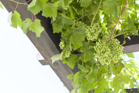 Fresh Green grapes on vine, summer sun lights, space for textの写真素材
