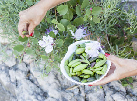 Woman picking various wild Mediterranean capers の写真素材