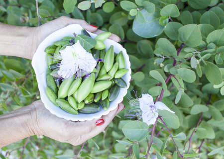 Woman showing various wild Mediterranean capers in white shell bowl, close upの写真素材