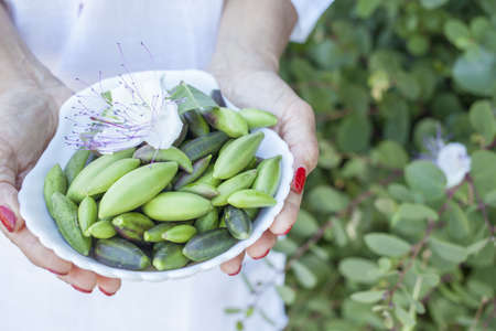Woman showing various wild Mediterranean capers in white shell bowlの写真素材