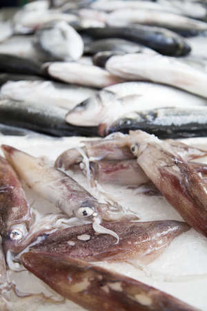 Fresh squids, sea breams and sea bass and on market stall, selective focus