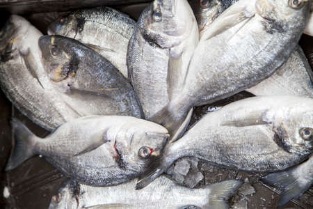 Sea breams, First class fishermans catch on market stall